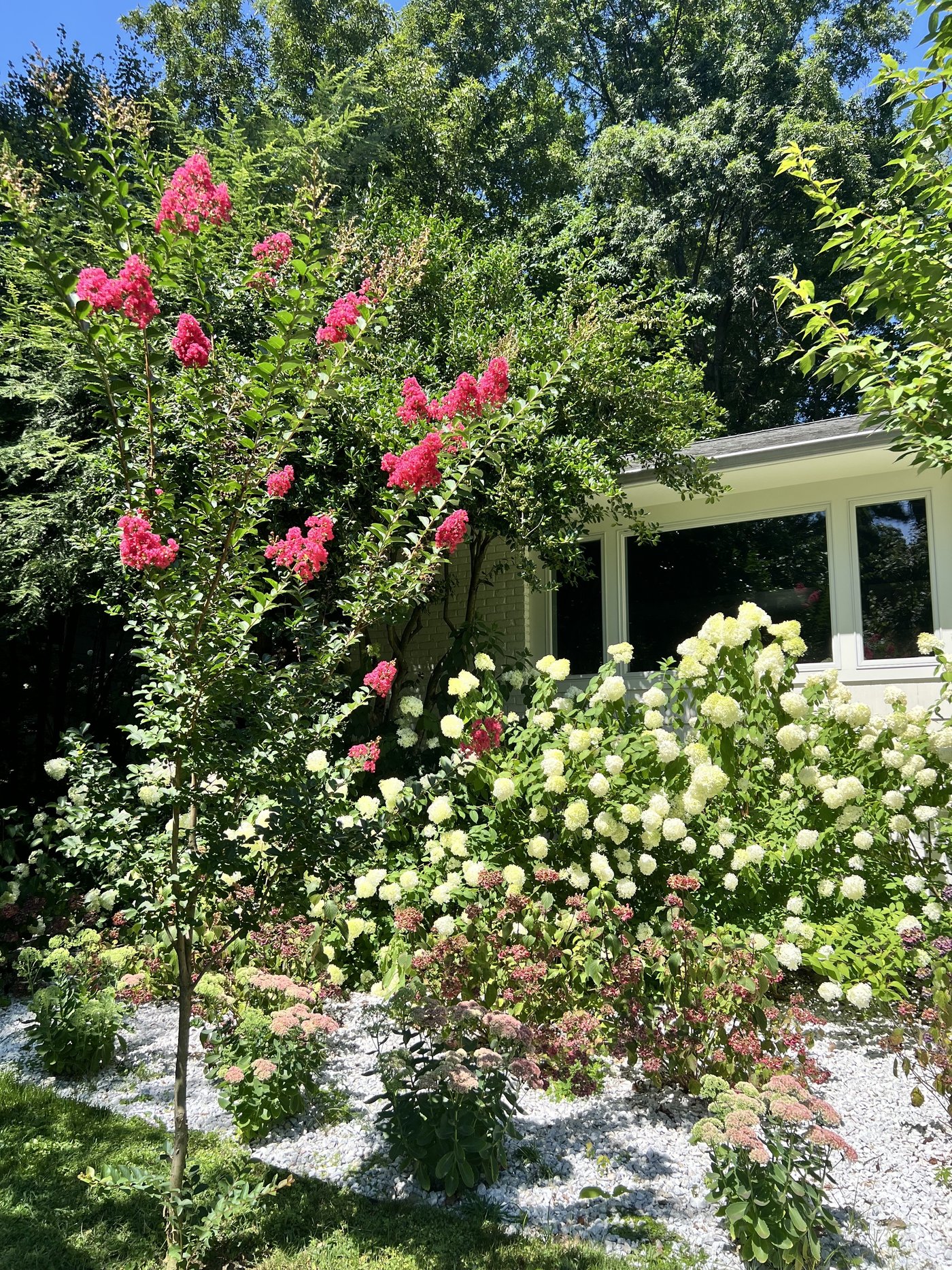 Home on Doris Drive — crepe myrtle, limelight hydrangeas, sedum, white pebble bed