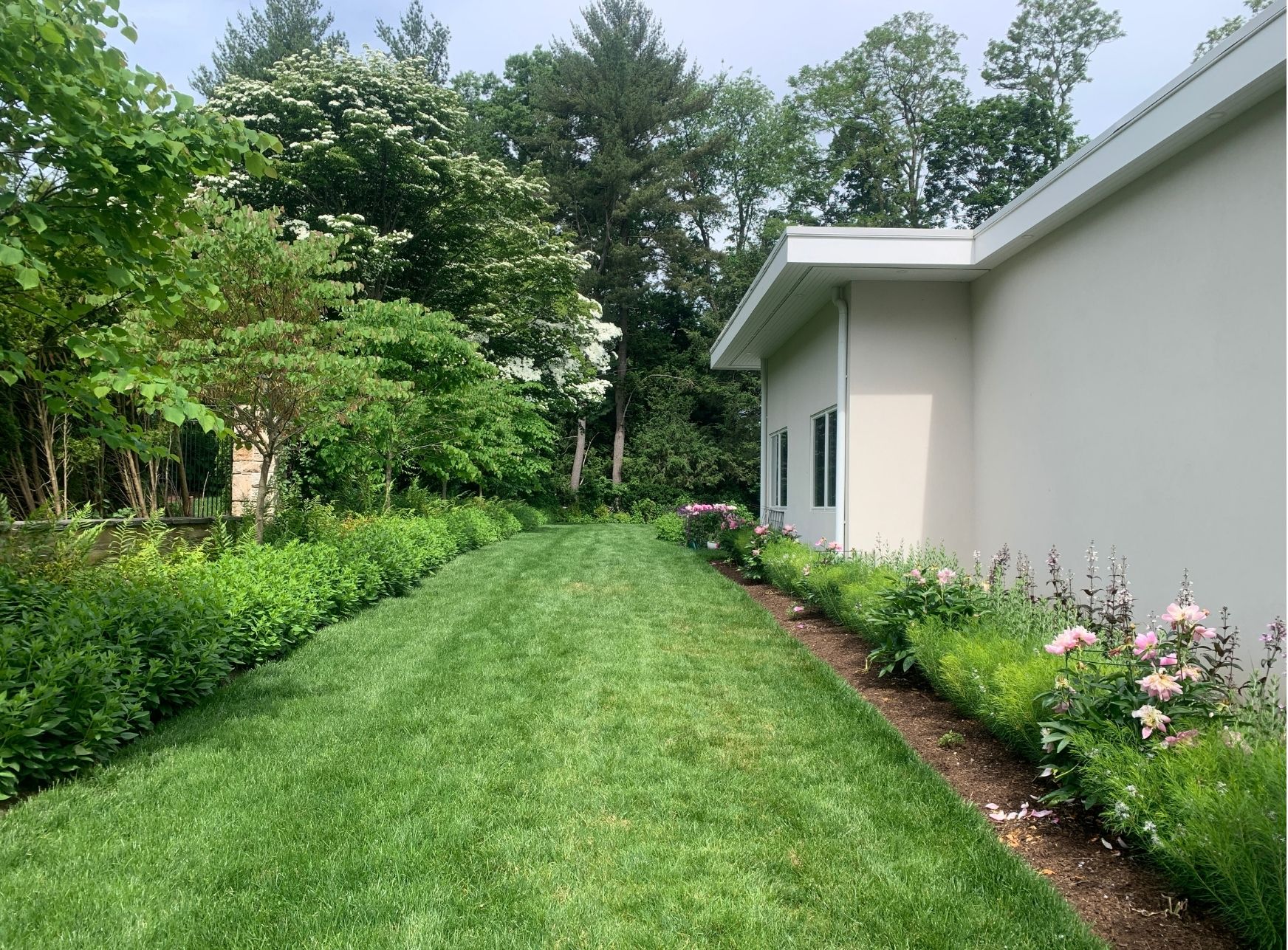 Hampton House, one summer in — side lawn with perennial border along the house