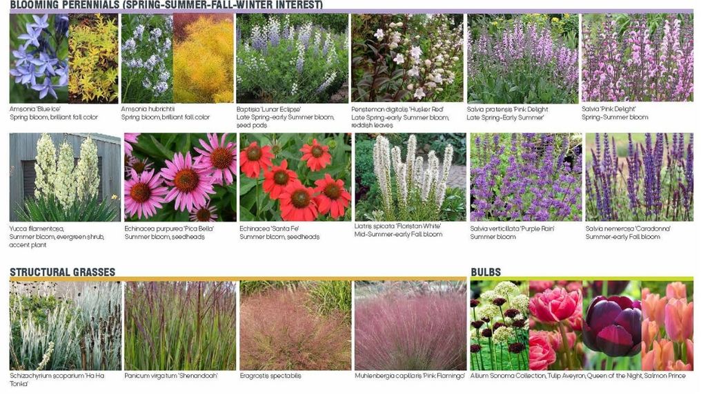 Plant palette part one — blooming perennials, structural grasses, bulbs